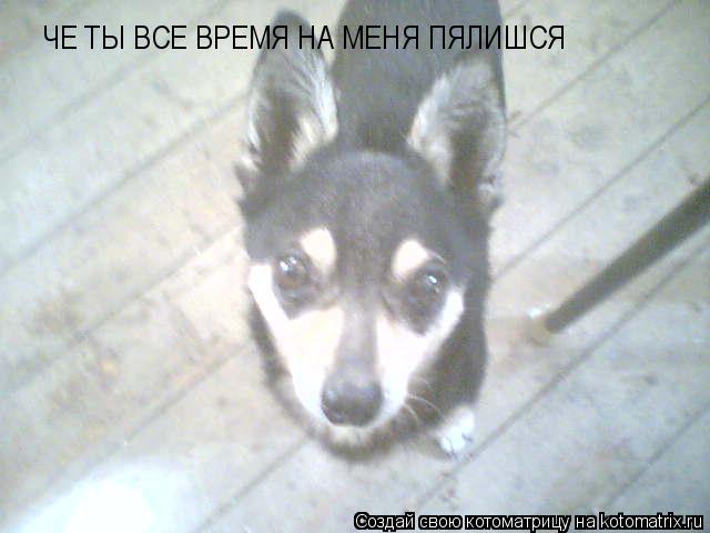 ЧЕ ТЫ ВСЕ ВРЕМЯ НА МЕНЯ ПЯЛИШСЯ... Котоматрица: ЧЕ ТЫ ВСЕ ВРЕМЯ НА МЕНЯ ПЯЛИШСЯ
