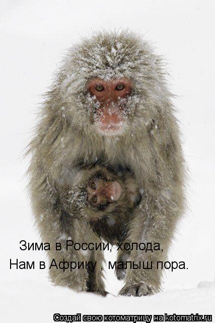 Нам в Африку , малыш пора. Зима в России, холода,... Котоматрица: Нам в Африку , малыш пора. Зима в России, холода,