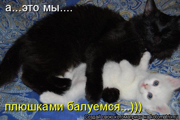 а...это мы.... плюшками балуемся...)))... Котоматрица: а...это мы.... плюшками балуемся...)))