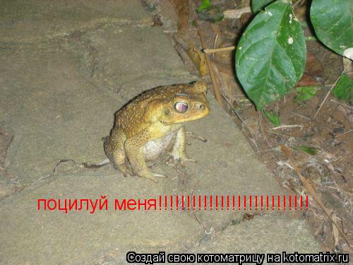 поцилуй меня!!!!!!!!!!!!!!!!!!!!!!!!!!!... Котоматрица: поцилуй меня!!!!!!!!!!!!!!!!!!!!!!!!!!!