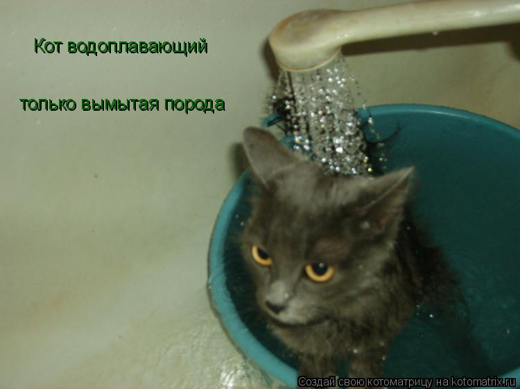 Кот водоплавающий только вымытая порода... Котоматрица: Кот водоплавающий только вымытая порода