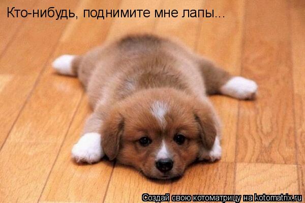 Котоматрица: Кто-нибудь, поднимите мне лапы...