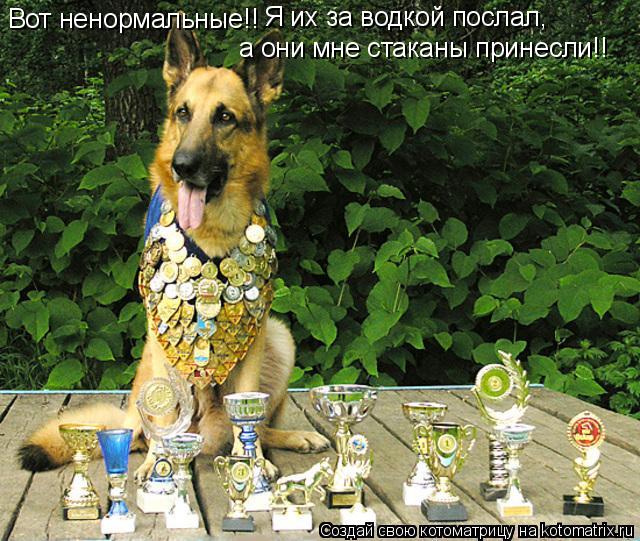 Вот ненормальные!! Я их за водкой послал, а они мне стаканы принесли!!... Котоматрица: Вот ненормальные!! Я их за водкой послал, а они мне стаканы принесли!!