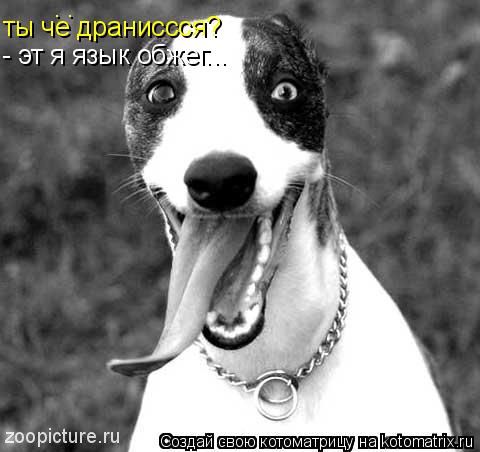 Котоматрица: ты че драниссся? : - эт я язык обжег...