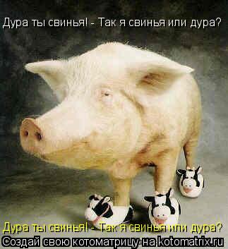 Дура ты свинья! - Так я свинья или дура? Дура ты свинья! - Так я свинья или дура?... Котоматрица: Дура ты свинья! - Так я свинья или дура? Дура ты свинья! - Так я свинья или дура?