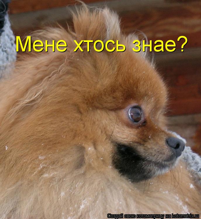 Котоматрица: Мене хтось знае?