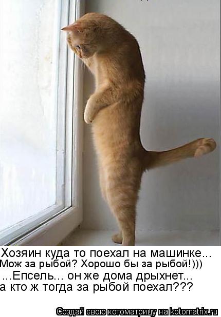 Котоматрица: Хозяин куда то поехал на машинке... Мож за рыбой? Хорошо бы за рыбой!))) а кто ж тогда за рыбой поехал??? ...Епсель... он же дома дрыхнет...