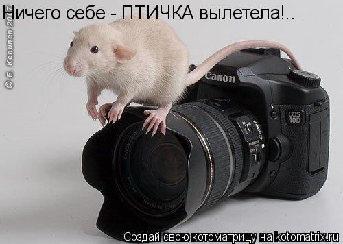 Ничего себе - ПТИЧКА вылетела!..... Котоматрица: Ничего себе - ПТИЧКА вылетела!..