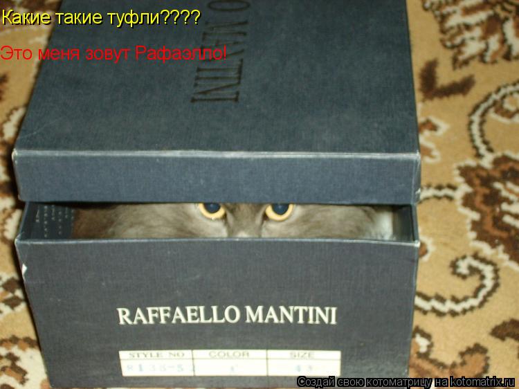 Котоматрица: Какие такие туфли???? Это меня зовут Рафаэлло!