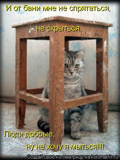 И от бани мне не спрятаться, не скрыться... Люди добрые, ну не хочу я мыться!!!... Котоматрица: И от бани мне не спрятаться, не скрыться... Люди добрые, ну не хочу я мыться!!!