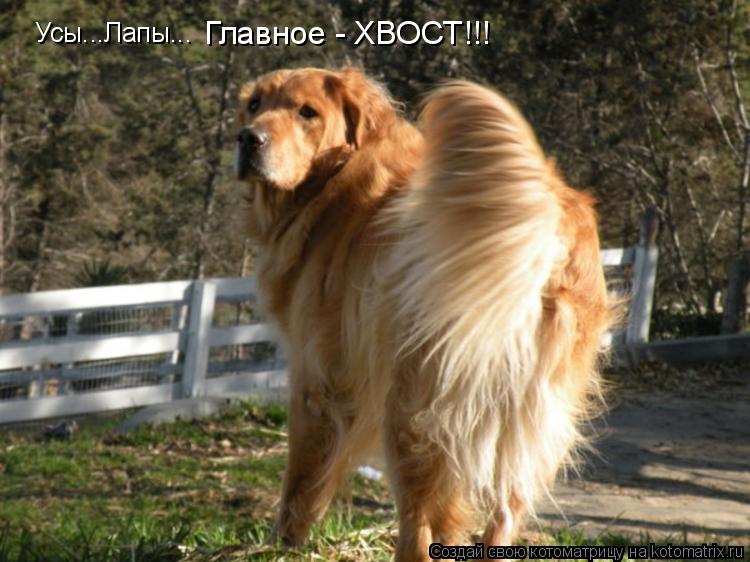Усы...Лапы... Главное - ХВОСТ!!!... Котоматрица: Усы...Лапы... Главное - ХВОСТ!!!