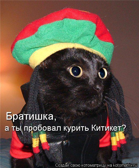 Братишка, а ты пробовал курить Китикет?... Котоматрица: Братишка, а ты пробовал курить Китикет?