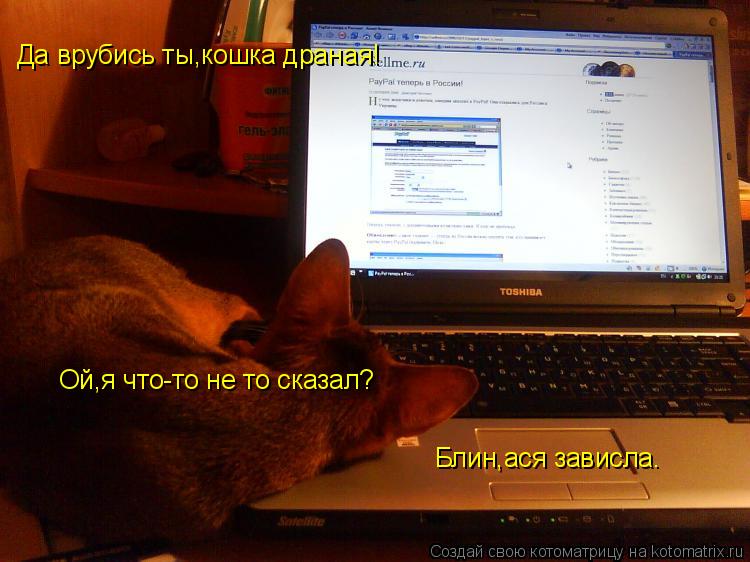 Блин,ася зависла. Да врубись ты,кошка драная! Ой,я что-то не то сказал?... Котоматрица: Блин,ася зависла. Да врубись ты,кошка драная! Ой,я что-то не то сказал?