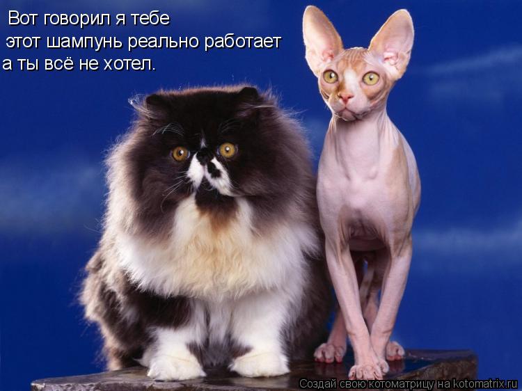 Вот говорил я тебе этот шампунь реально работает а ты всё не хотел.... Котоматрица: Вот говорил я тебе этот шампунь реально работает а ты всё не хотел.