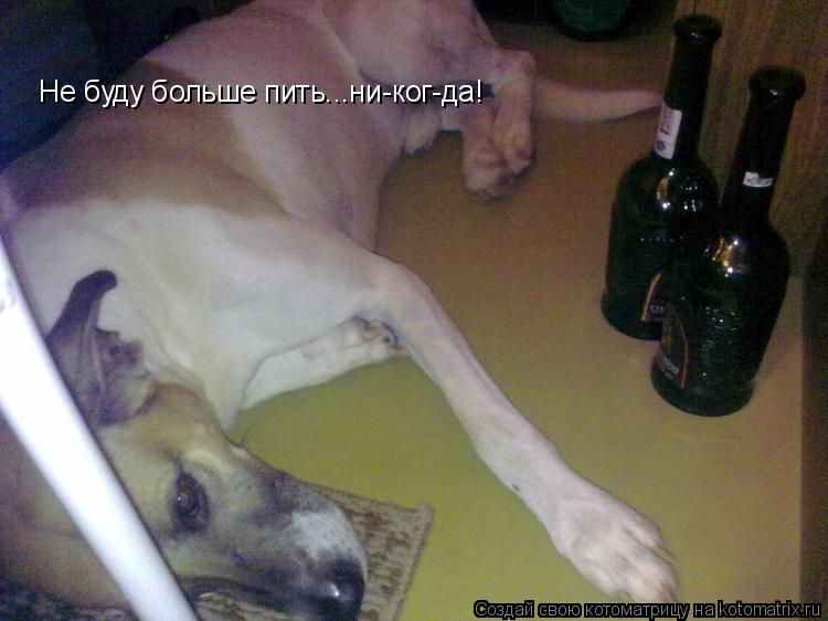 Не буду больше пить...ни-ког-да!... Котоматрица: Не буду больше пить...ни-ког-да!