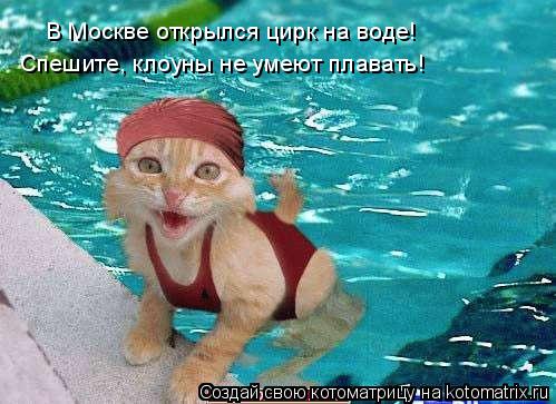 В Москве открылся цирк на воде! Спешите, клоуны не умеют плавать!... Котоматрица: В Москве открылся цирк на воде! Спешите, клоуны не умеют плавать!
