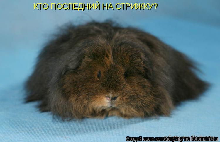 Котоматрица: КТО ПОСЛЕДНИЙ НА СТРИЖКУ?