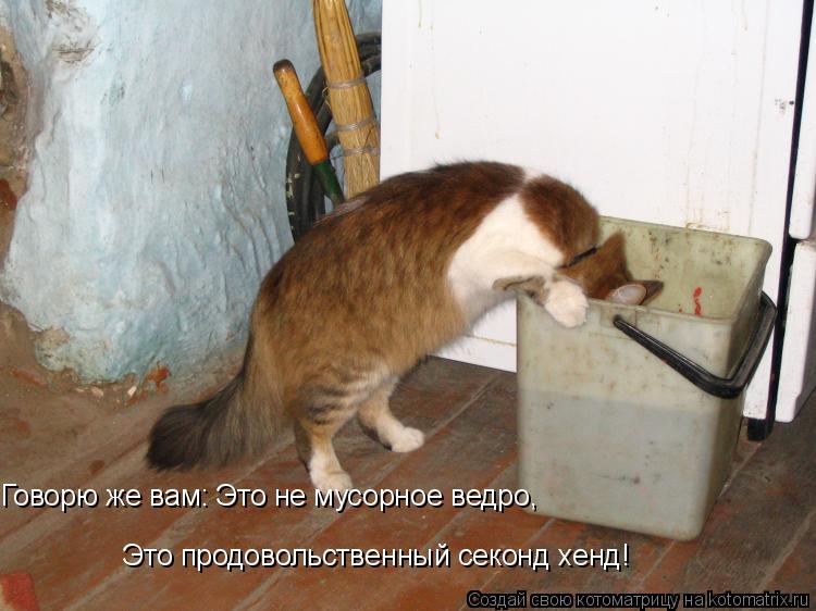 Это продовольственный секонд хенд! Говорю же вам: Это не мусорное ведро,... Котоматрица: Это продовольственный секонд хенд! Говорю же вам: Это не мусорное ведро,