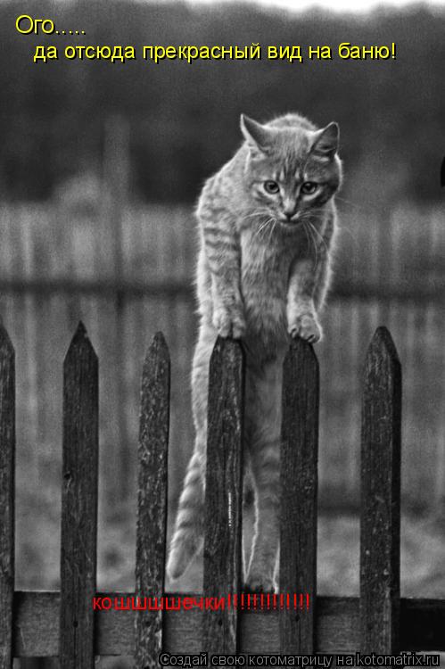 Котоматрица: Ого..... да отсюда прекрасный вид на баню! кошшшшечки!!!!!!!!!!!!!
