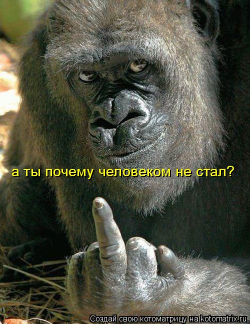 Котоматрица: а ты почему человеком не стал?