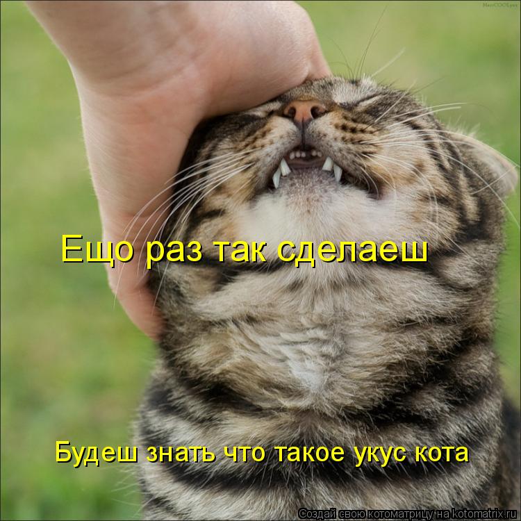 Котоматрица: Ещо раз так сделаеш  Будеш знать что такое укус кота