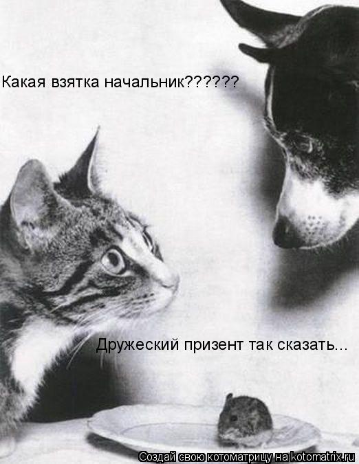 Котоматрица: Какая взятка начальник?????? Дружеский призент так сказать...