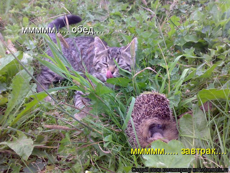 ммммм..... обед.... ммммм..... завтрак....... Котоматрица: ммммм..... обед.... ммммм..... завтрак....