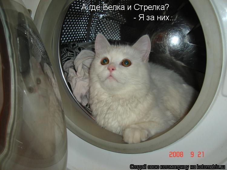 - А где Белка и Стрелка? - Я за них...... Котоматрица: - А где Белка и Стрелка? - Я за них...