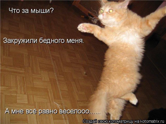 Что за мыши? Закружили бедного меня. А мне всё равно веселооо......... Котоматрица: Что за мыши? Закружили бедного меня. А мне всё равно веселооо......