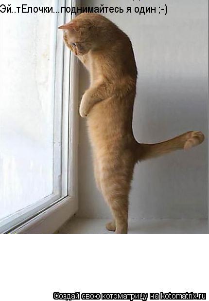 Котоматрица: Эй..тЕлочки...поднимайтесь я один ;-)