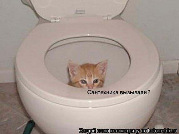 Сантехника вызывали?... Котоматрица: Сантехника вызывали?