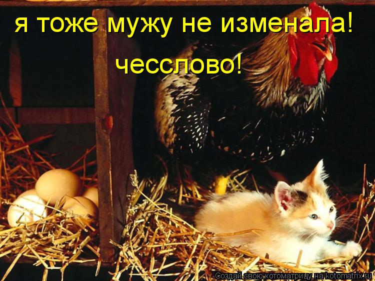 Котоматрица: я тоже мужу не изменала! чесслово!