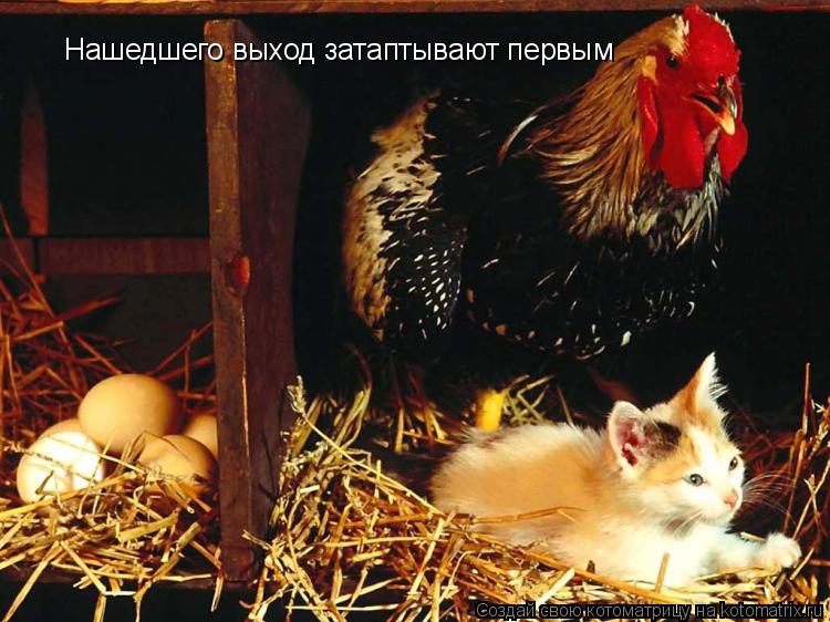Котоматрица: Нашедшего выход затаптывают первым