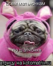 Всем мальчонкам по шапчонке.... Котоматрица: Всем мальчонкам по шапчонке.