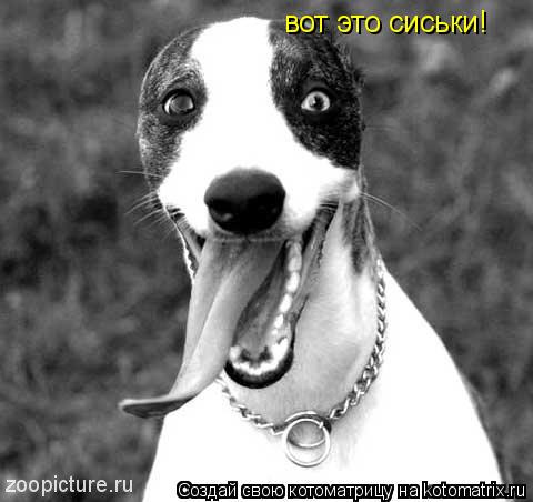 вот это сиськи!... Котоматрица: вот это сиськи!