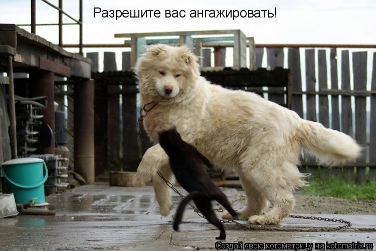 Разрешите вас ангажировать!... Котоматрица: Разрешите вас ангажировать!