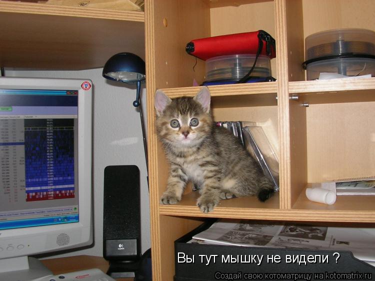 Вы тут мышку не видели ?... Котоматрица: Вы тут мышку не видели ?