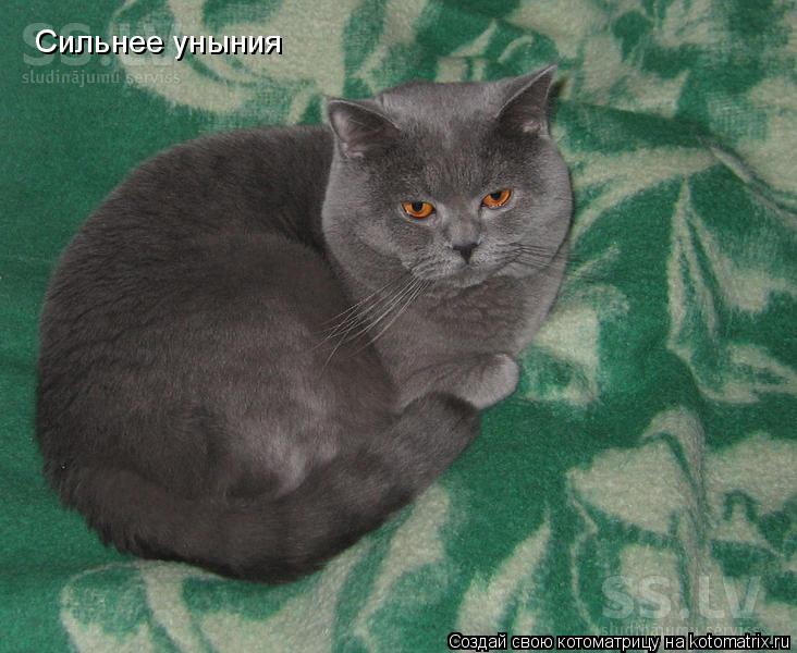 Сильнее уныния... Котоматрица: Сильнее уныния