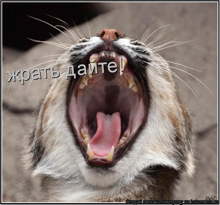 Котоматрица: жрать дайте!