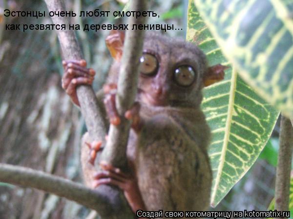 Котоматрица: Эстонцы очень любят смотреть,  как резвятся на деревьях ленивцы...