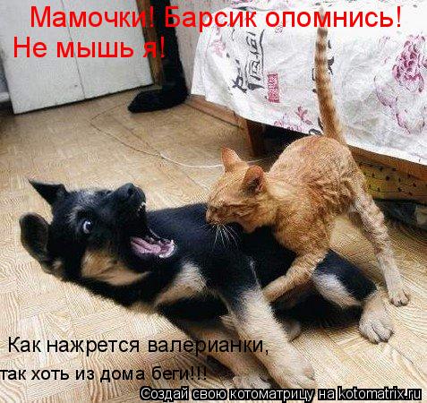 Мамочки! Барсик опомнись! Не мышь я! Как нажрется валерианки, так хоть из дома беги!!!... Котоматрица: Мамочки! Барсик опомнись! Не мышь я! Как нажрется валерианки, так хоть из дома беги!!!