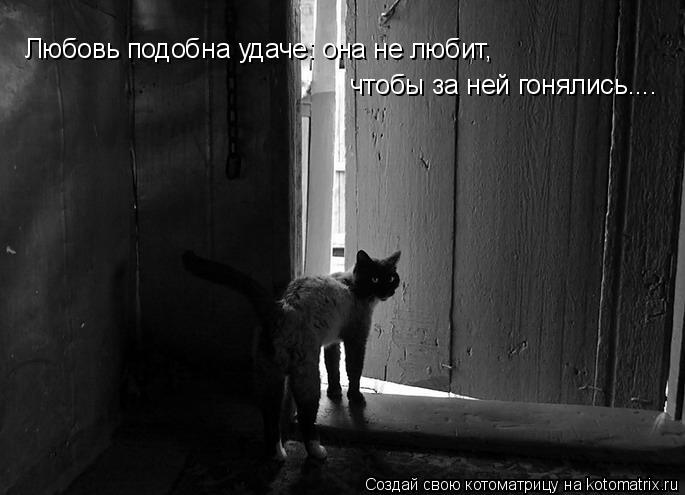 Любовь подобна удаче: она не любит, чтобы за ней гонялись....... Котоматрица: Любовь подобна удаче: она не любит, чтобы за ней гонялись....