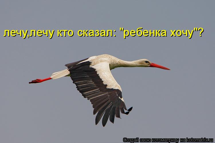 лечу,лечу кто сказал: "ребенка хочу"?... Котоматрица: лечу,лечу кто сказал: "ребенка хочу"?