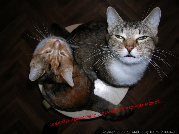 сами мы неместные... поможите кто чем может....... Котоматрица: сами мы неместные... поможите кто чем может....