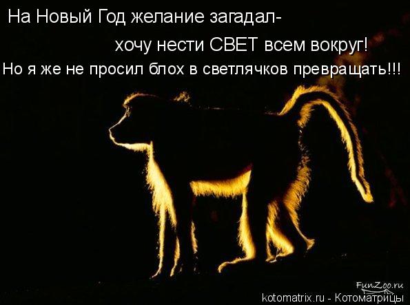 На Новый Год желание загадал- хочу нести СВЕТ всем вокруг! Но я же не просил блох в светлячков прев... Котоматрица: На Новый Год желание загадал- хочу нести СВЕТ всем вокруг! Но я же не просил блох в светлячков превращать!!!