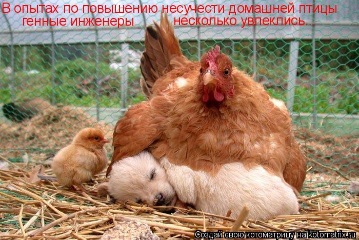 Котоматрица: В опытах по повышению несучести домашней птицы генные инженеры  несколько увлеклись...