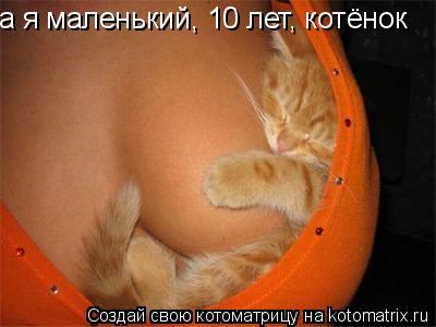 а я маленький, 10 лет, котёнок... Котоматрица: а я маленький, 10 лет, котёнок