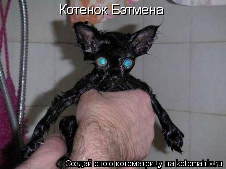 Котенок Бэтмена... Котоматрица: Котенок Бэтмена
