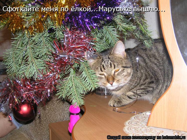 Котоматрица: Сфоткайте меня по ёлкой...Маруське вышлю...