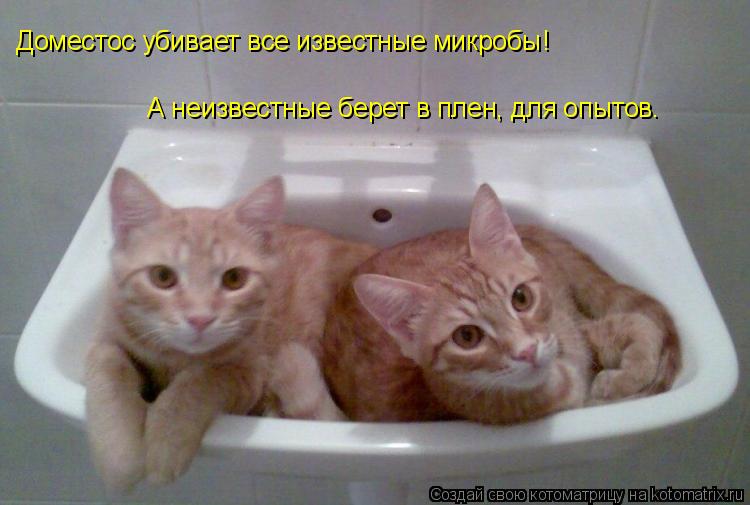 Доместос убивает все известные микробы! А неизвестные берет в плен, для опытов.... Котоматрица: Доместос убивает все известные микробы! А неизвестные берет в плен, для опытов.